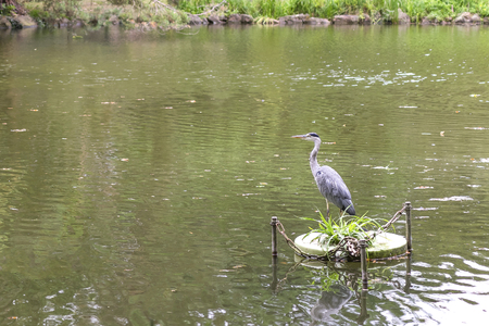 Grey heron standing in the middle of a pondの写真素材