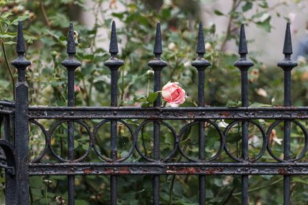 Iron fence with roseの写真素材