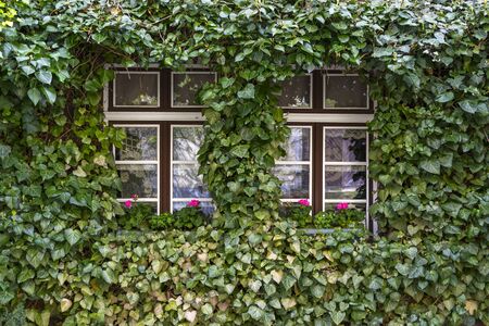 Medieval city of Herrstein, Hunsrueck, Germany, Rhineland-Palatinate. Wall, window and Ivy.の写真素材