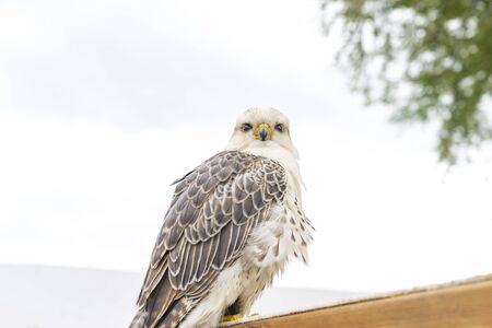 Portrait of a sitting falconの写真素材