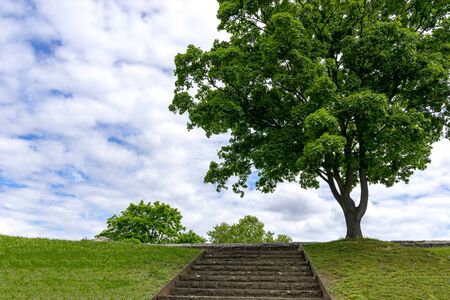 Stairs high up to a mountain maple treeの写真素材