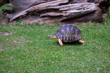 Star tortoises in motion and outdoorsの写真素材