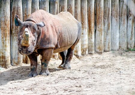 Rhino in the arenaの写真素材