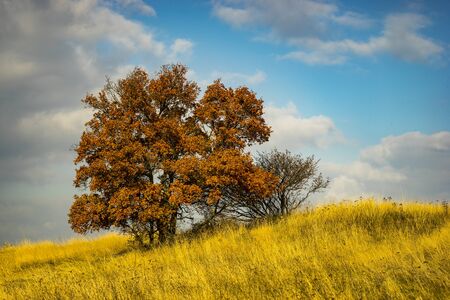 Autumn tree with brown leaves on a hill in yellowish meadowの写真素材