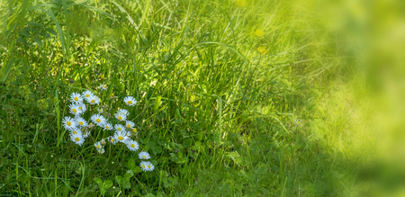 Daisies on the meadow in spring. Background. Banner.の写真素材
