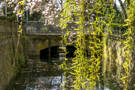 Weeping willow tree curtain with willow blossoms in spring. In the background a small bridge.の写真素材