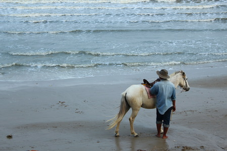 a horse on a beachの写真素材