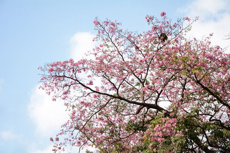 pink flower in thailand