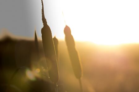 Cattail shot low depth of field in nature