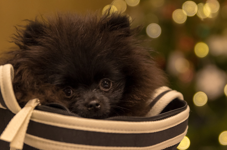 Pomeranian Black Puppyの写真素材