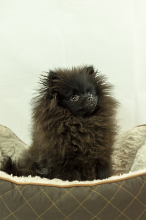 Pomeranian Black Puppyの写真素材
