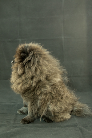 Pomeranian Black Puppy on Black Background Studioの写真素材