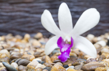 White and purple cataleya orchid on colored pebblesの写真素材