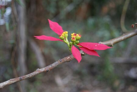 Red Flower