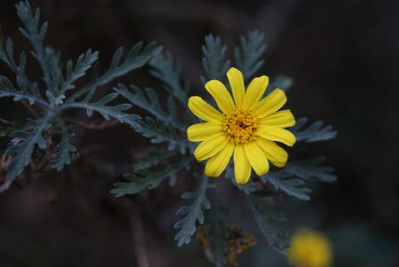 Small yellow flowerの写真素材