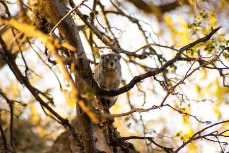 Rock Hyrax