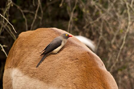 Cleaning Birdの写真素材