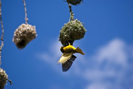 Weaver 