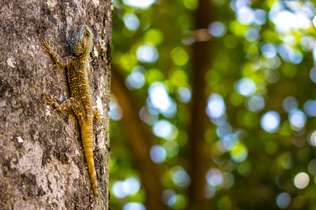 colorful lizzard in a treeの写真素材