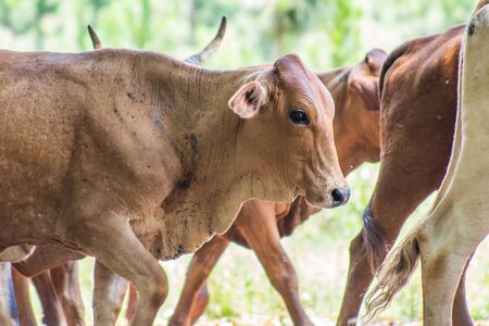 cattle walkingの写真素材