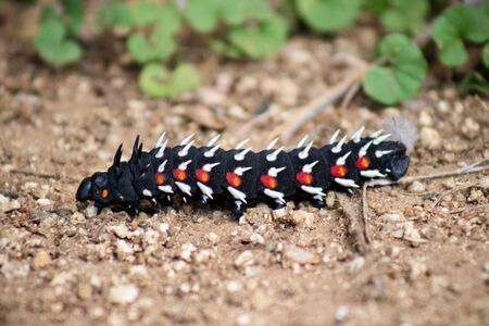 Mopani worm