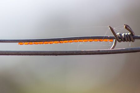 orange eggs under metal wire