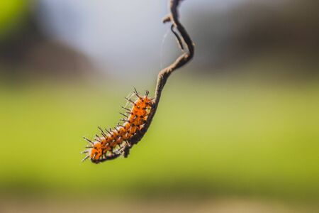 Spiky worm on a twigの写真素材