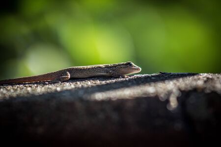 Lizard in the sun