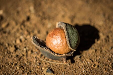 Macadamia nut shell openingの写真素材