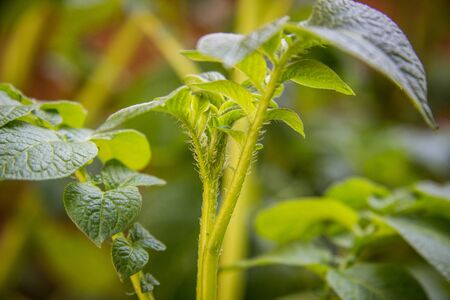 Potato plant closeupの写真素材