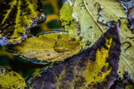 Leafs floating on waterの写真素材