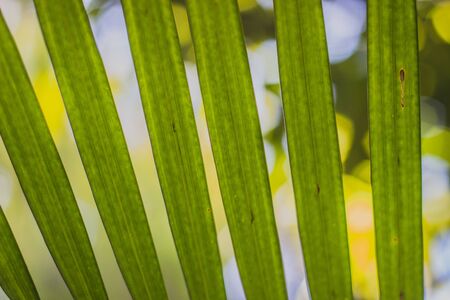 Palm leafs in a row