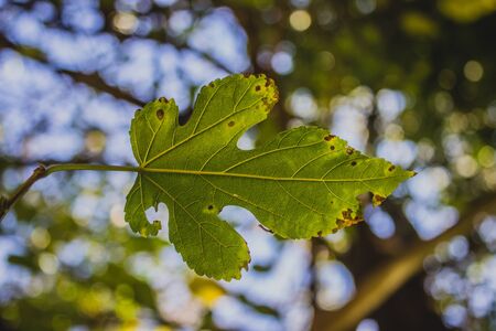 leaf against the skyの写真素材