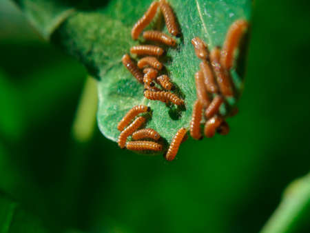 Small worms eating green leafの写真素材