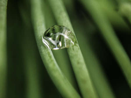clear water droplet sitting on a plantの写真素材