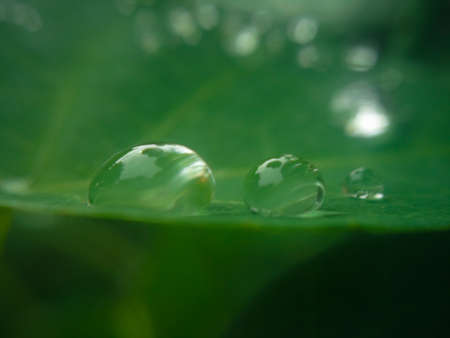 water drops on a green leaf