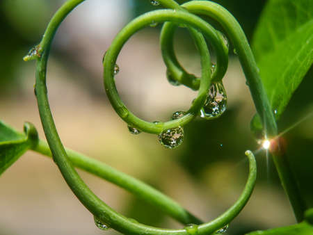 water droplets on a vine plant in the sunの写真素材