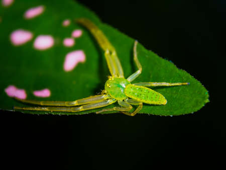 Neon green spider on a leaf in the gardenの写真素材