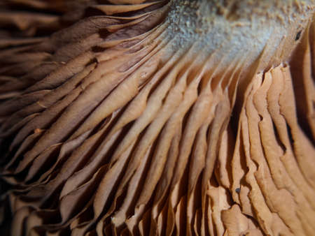 underneath a mushroom in the garden