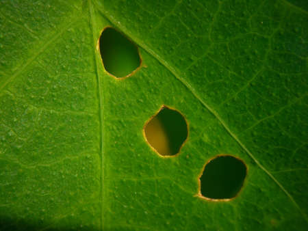 leaf with three holes eaten into it by insects