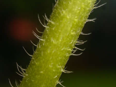 new plant stem with hair growing from it