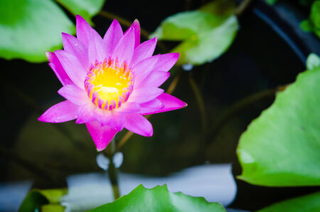 The purple beautiful water lilyの写真素材