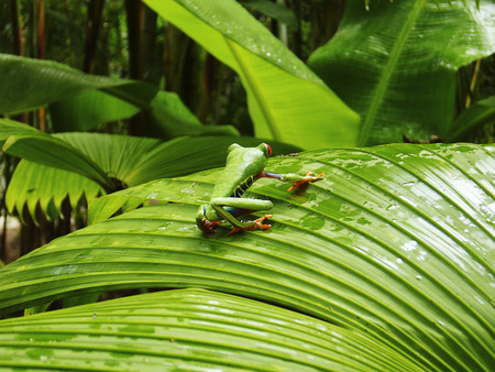 red eyed tree frog Costa Rica natureの写真素材