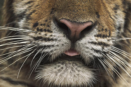 Bengal tiger wildlife asiaの写真素材