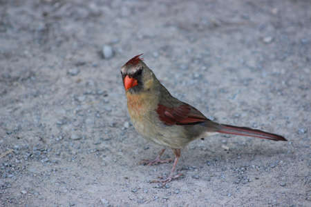 Female Northern cardinal on the groundの写真素材