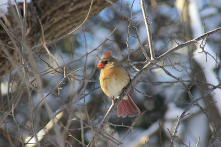 Female Northern Cardinal