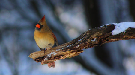 Female cardinal (cardinalis cardinalis) on a branch in winter