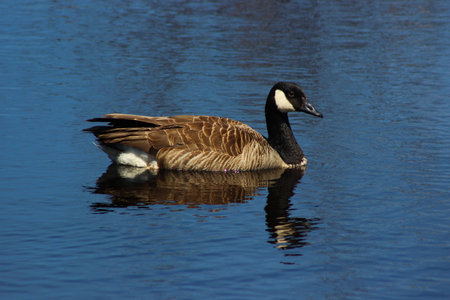 Canada Goose swimming in the water on a sunny day with reflection.の写真素材