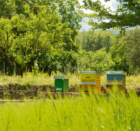 Honey of the Casentino in Tuscany in Italy green