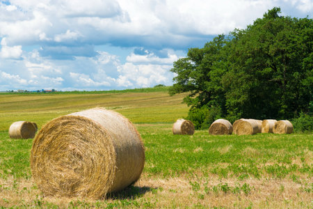 The green countryside in Cortona Tuscany Italyの写真素材